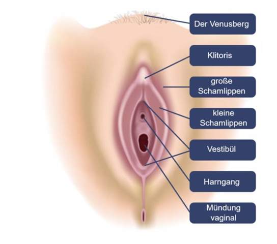 Klitoris? (Selbstbefriedigung, masturbieren, Vagina) Klitoris? (Selbstbefriedigung, masturbieren, Vagina)