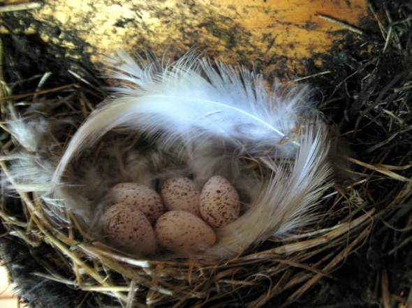  - (Eier, Vogelart, Nest)