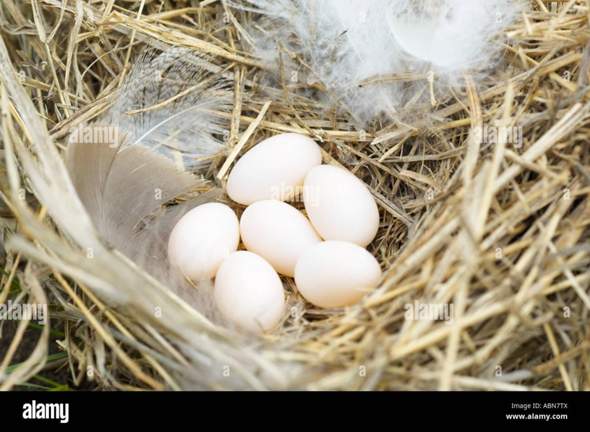  - (Eier, Vogelart, Nest)