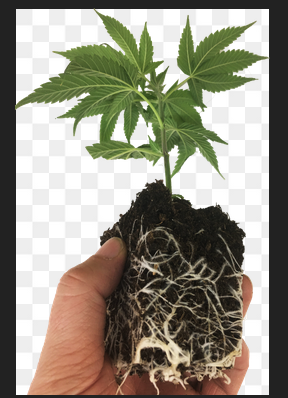  - (Cannabis, Pflanzenpflege, Zimmerpflanzen)