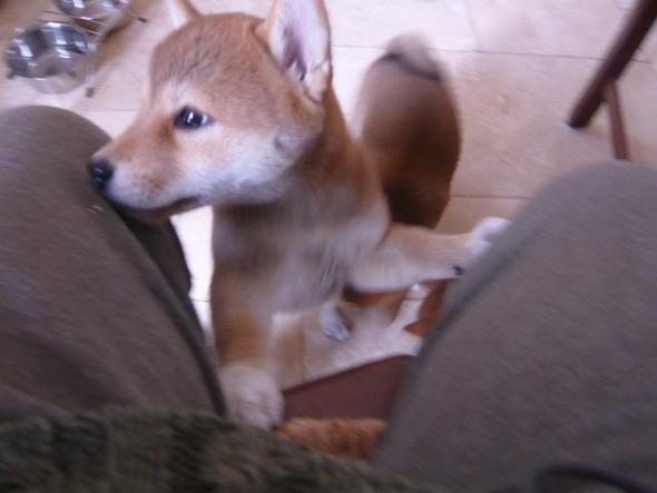 shiba inu welpe - (Hund, Husky)