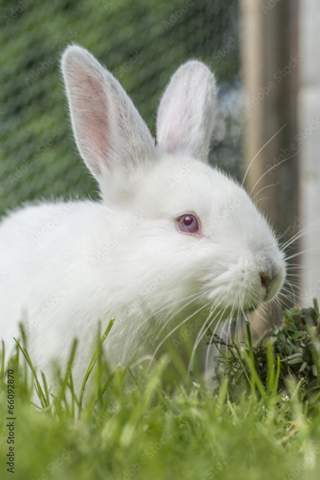 - (Tiere, Schönheit, Kaninchen)