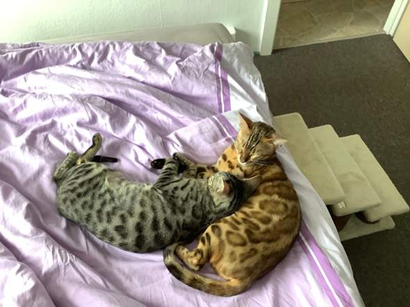 - (Katze, Haustiere, Kater)