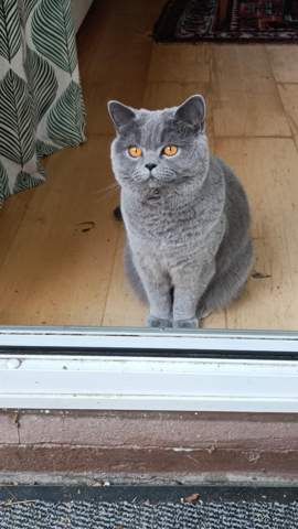 - (Katze, Haustiere, Kater)