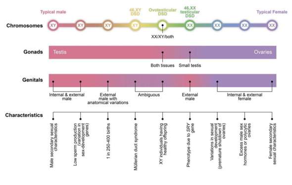 Gibt es nur 2 biologische Geschlechter? (Biologie, Geschlecht, Gender
