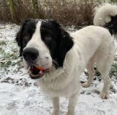 - (Hund, Tierhaltung, Welpen)