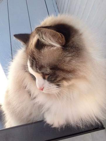 - (Hund, Katze)
