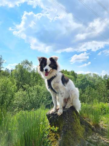 - (Hund, Katze)