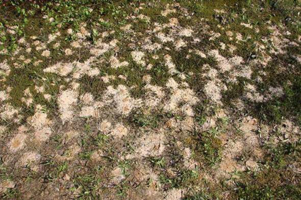 - (Insekten, Bienen, Plage)