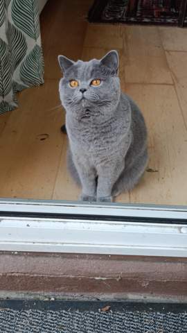 - (Hund, Katze)