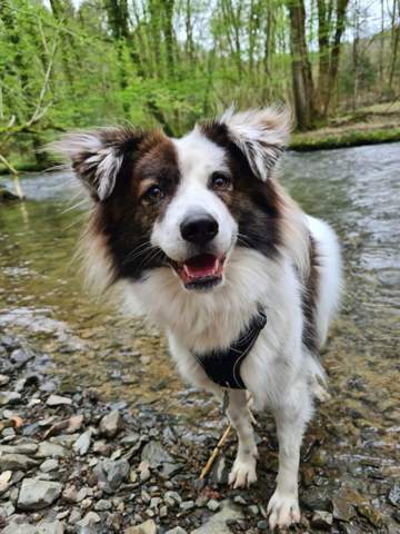 - (Tiere, Hund, Katze)