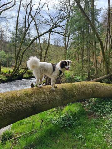 - (Tiere, Hund, Katze)