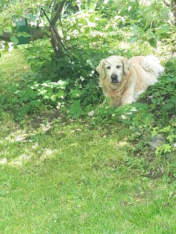 - (Hund, Katze, Haustiere)