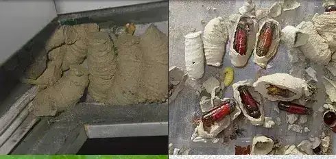 - (Ungeziefer, Spinnenphobie)