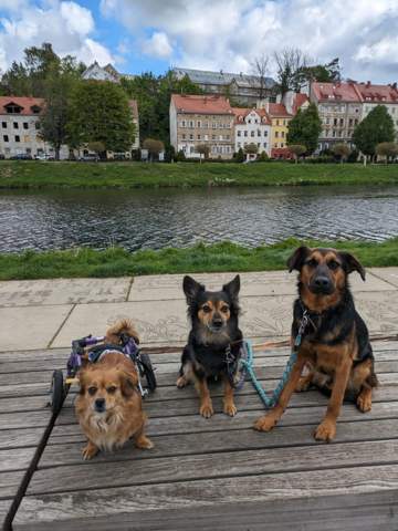 - (Liebe, Gesundheit, Freundschaft)