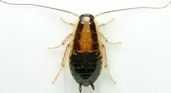 - (Insekten, Schädlinge, Ungeziefer)