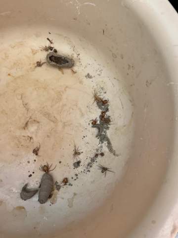 - (Tiere, Eier, Spinnen)