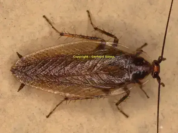 - (Insekten, Schädlinge, Ungeziefer)