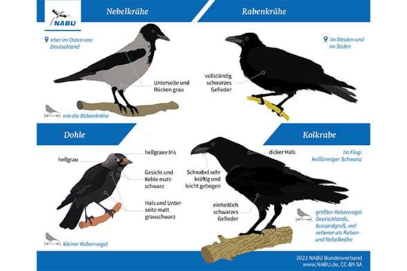 Unterschied zwischen Raben und Krähen? (Biologie, Vogelart)