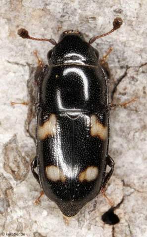 - (Insekten, Käfer, Insektenbestimmung)