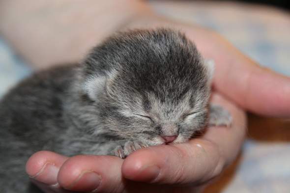 - (Tiere, Aussehen, Katze)