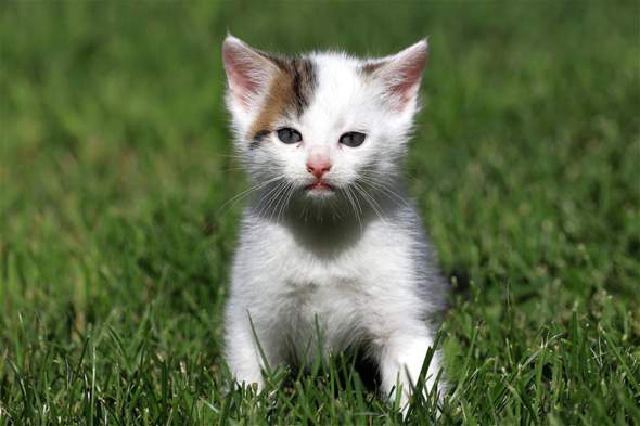 - (Tiere, Aussehen, Katze)
