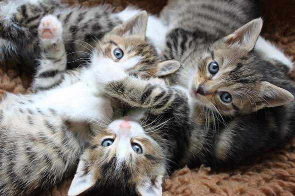- (Tiere, Aussehen, Katze)