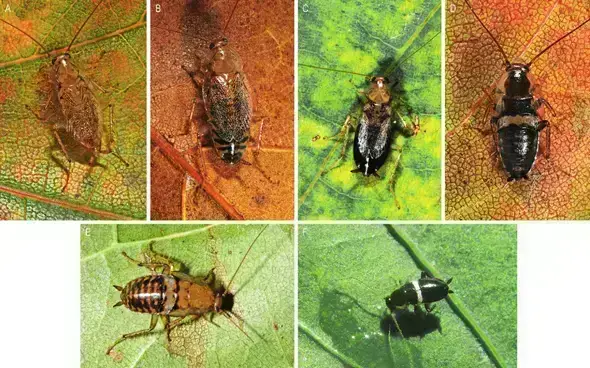 - (Insekten, Schädlinge, Ungeziefer)