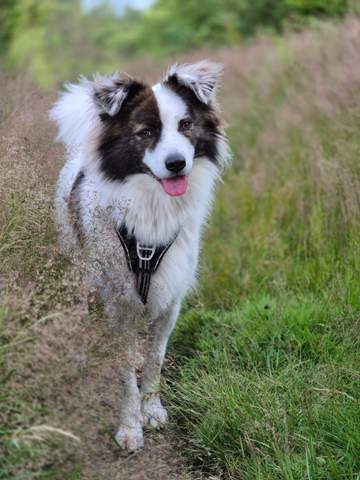 - (Hund, Katze)