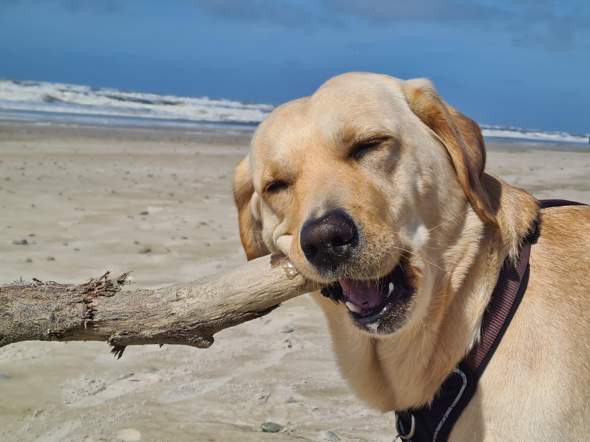 - (Hund, Katze)