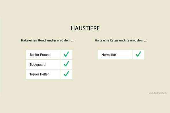 - (Hund, Katze)