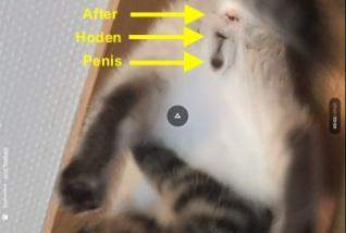 - (Katzenjunges, Hauskatze, Geschlechtsbestimmung bei katzen )