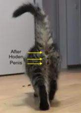 - (Katzenjunges, Hauskatze, Geschlechtsbestimmung bei katzen )