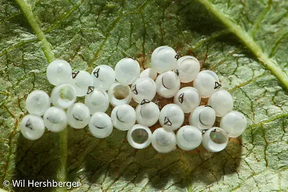 - (Insekten, Krabbeltiere)