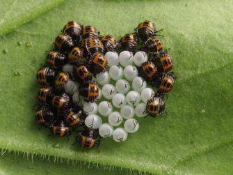 - (Insekten, Krabbeltiere)