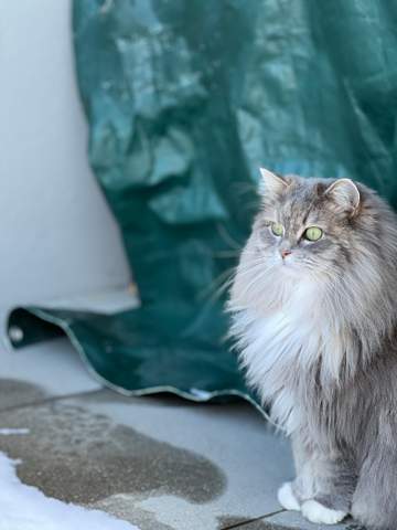 - (Hund, Katze, Haustiere)