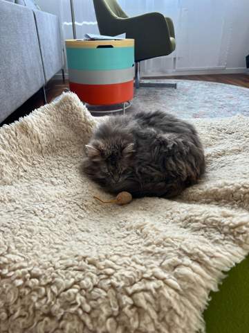 - (Hund, Katze, Haustiere)