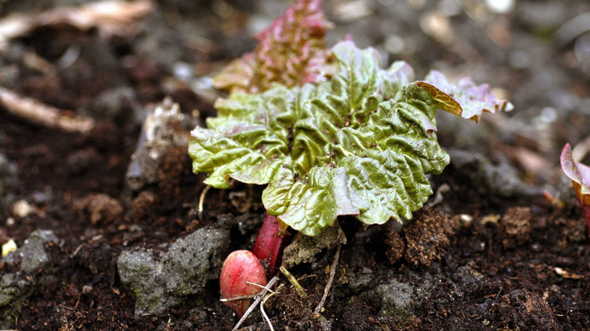 - (Menschen, Garten)