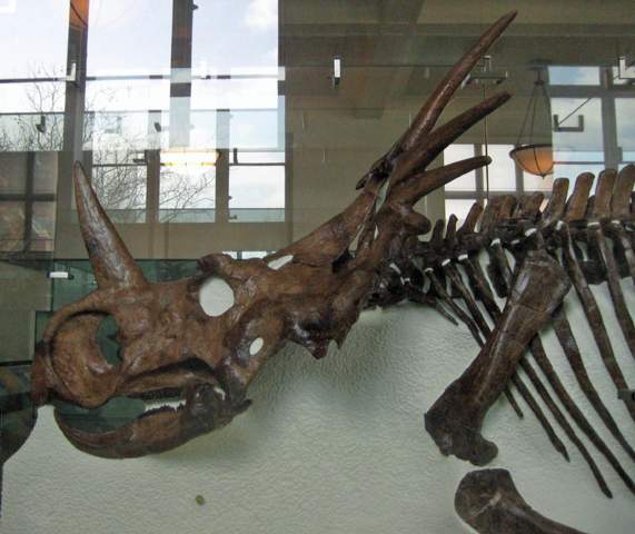 - (Evolution, cool, Dinosaurier)