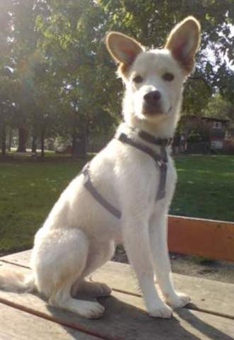 - (Hund, Tierhaltung, Rasse)