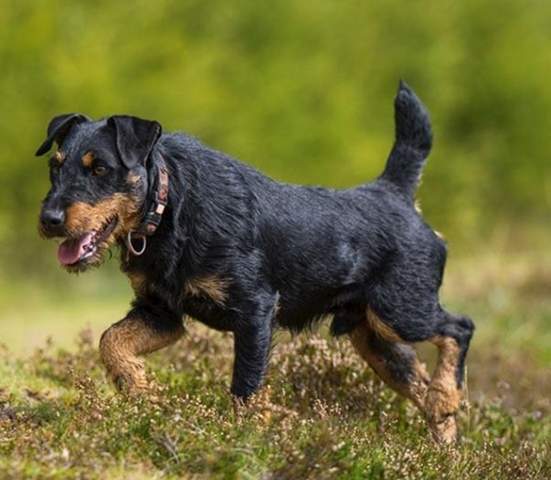- (Hund, Tierhaltung, Rasse)