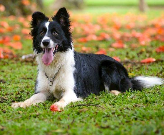 - (Hund, Tierhaltung, Rasse)
