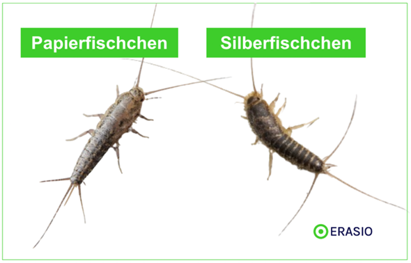 Silberfisch Oder Papierfisch Sch dlinge Ungeziefer silberfisch-oder-papierfisch-sch-dlinge-ungeziefer