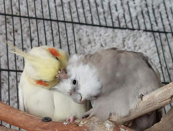 - (Tiere, Haustiere, Vögel)