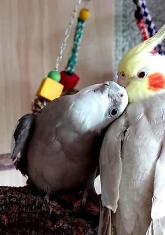 - (Tiere, Haustiere, Vögel)