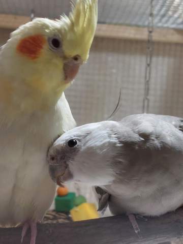 - (Tiere, Haustiere, Vögel)