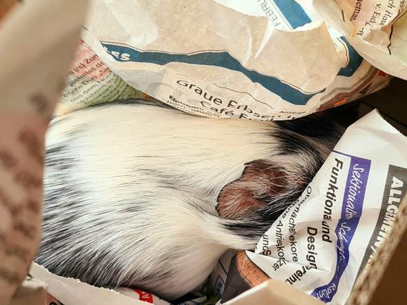 - (Hund, Katze, Pferd)