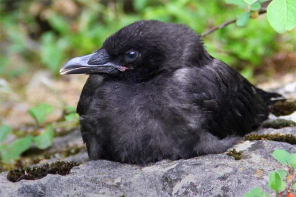 - (Krähe, Rabenvögel)