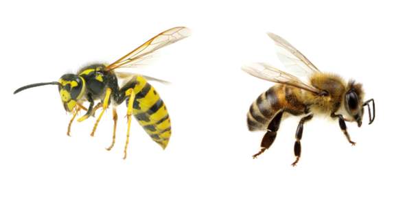 - (Insekten, Bienen, Wespen)