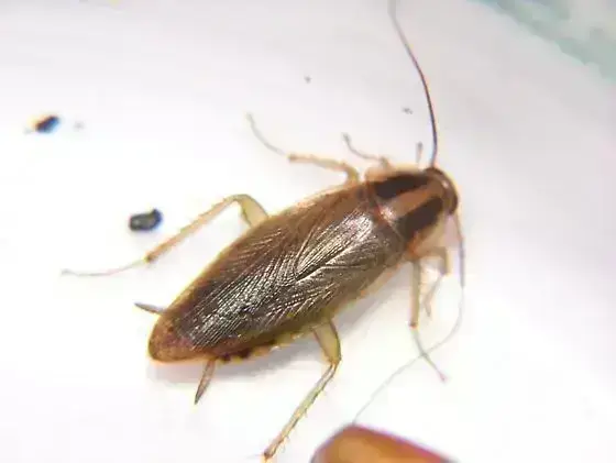- (Schädlinge, Käfer)